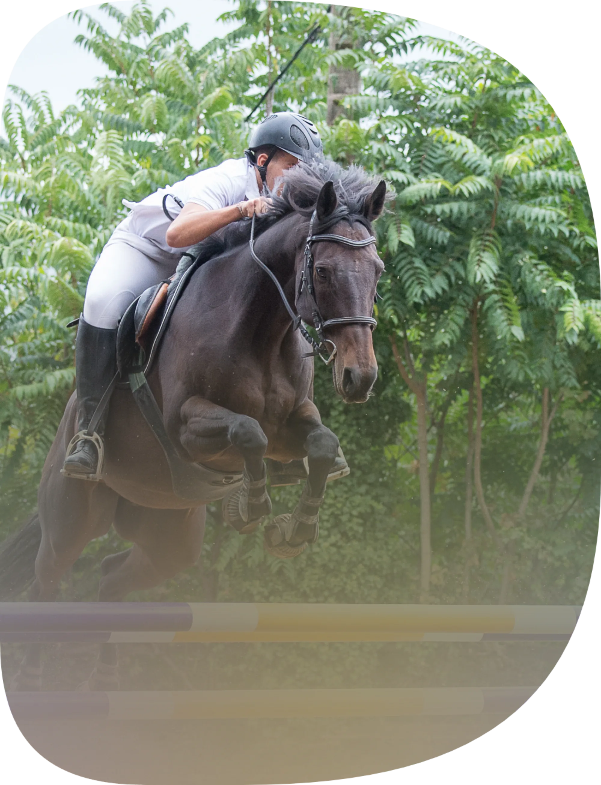 L'Arche de Noé | Équitation pour Tous Âges et Niveaux • Compétition
