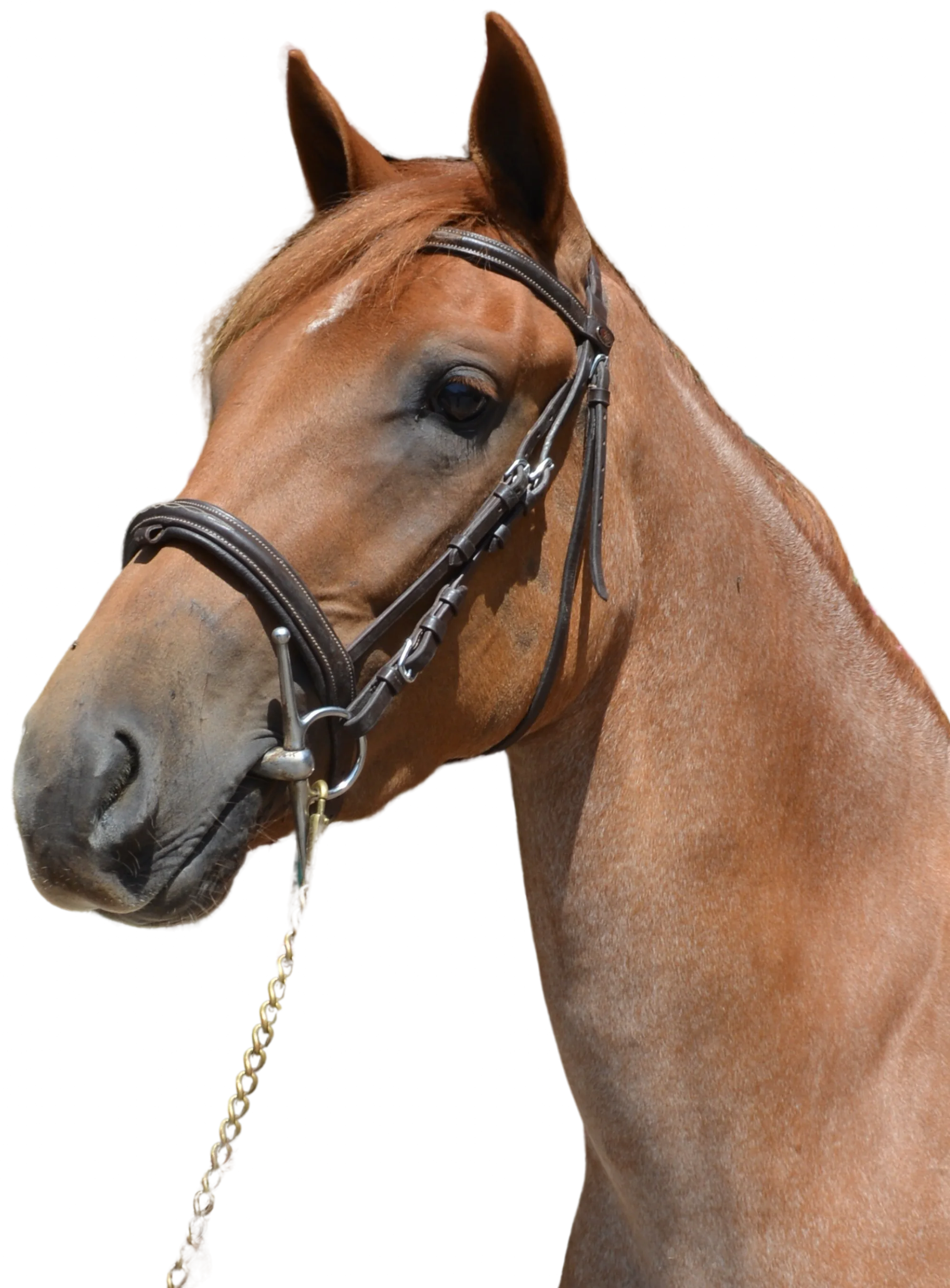 L'Arche de Noé | Équitation pour Tous Âges et Niveaux • Site vitrine 22 Les Écuries de l Arche de Noé22